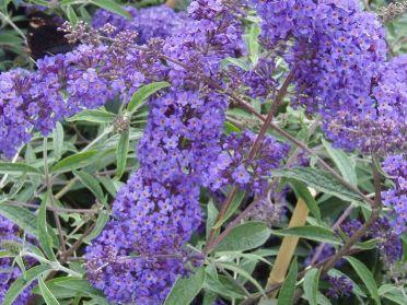 BUDDLEJA DAV. NANHO BLUE