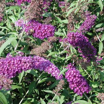 BUDDLEJA DAV. NANHO PURPLE