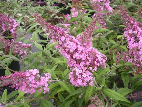 BUDDLEJA DAV. PINK DELIGHT