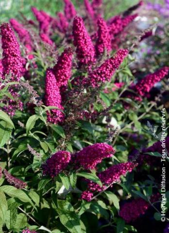 BUDDLEJA D. REVE DE PAPILLON® WHITE