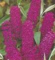 BUDDLEJA DAV. ROYAL RED