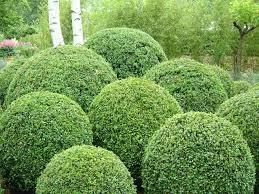 BUXUS SEMPERVIRENS