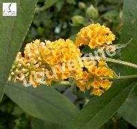 BUDDLEJA WEYERIANA SUNGOLD