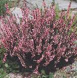 CALLUNA  ANNETTE®