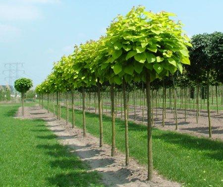 CATALPA BIGNONIOIDES AUREA