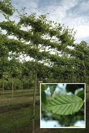 CARPINUS BETULUS PALISSE RN