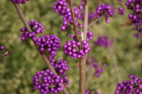 CALLICARPA BOD. GIRALDII