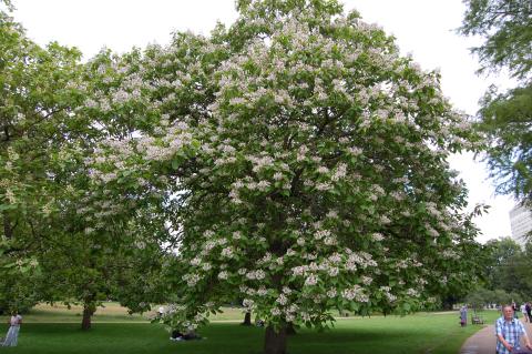 CATALPA BIGNONIOIDES