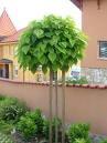 CATALPA BIGNONIOIDES NANA