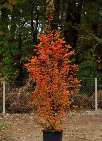 CARPINUS BETULUS ORANGE RETZ