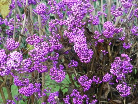 CALLICARPA BOD. PROFUSION