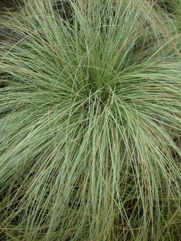 CAREX COMANS AMAZON MIST