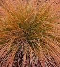 CAREX C. BRONZE PERFECTION