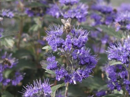 CARYOPTERIS CL. GRAND BLEU®