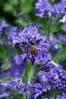 CARYOPTERIS CL. KEW BLUE