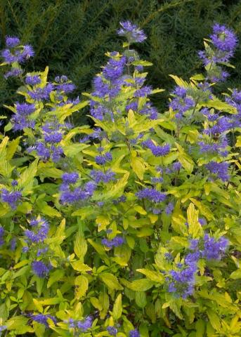 CARYOPTERIS CLAND. SUNNY BLUE