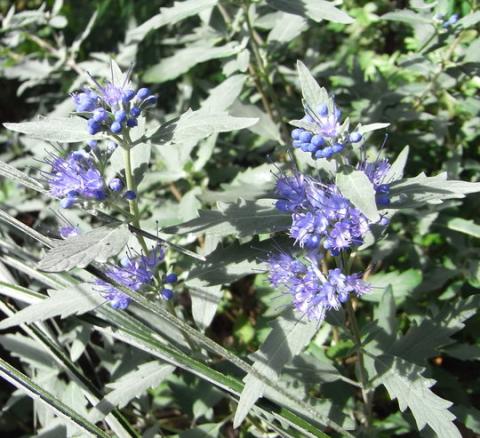 CARYOPTERIS CL. STERLING SILVER
