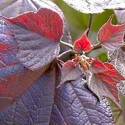 CATALPA ERUBESCENS PURPUREA