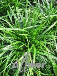 CAREX FOL. IRISH GREEN