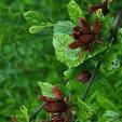 CALYCANTHUS FLORIDUS