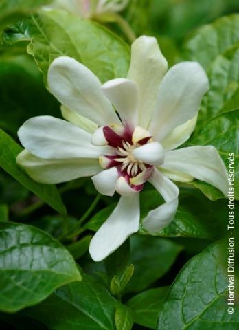 CALYCANTHUS FLORI. VENUS