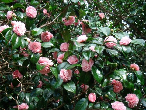 CAMELLIA JAPONICA