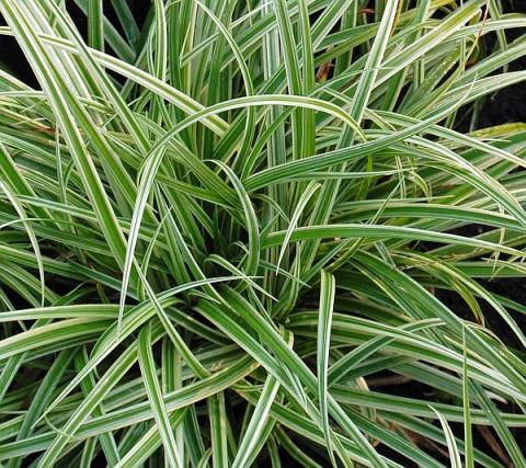 CAREX MOR. SILVER SCEPTER