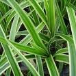 CAREX MOR. VARIEGATA