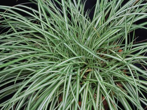 CAREX ORNITHO. VARIEGATA