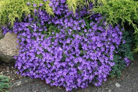 CAMPANULA PORTENSCHLAGIANA