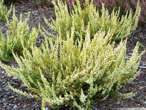 CALLUNA SANDY ®