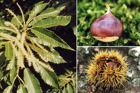 CASTANEA SATIVA