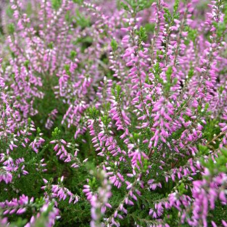 CALLUNA VULG. ROSWITHA