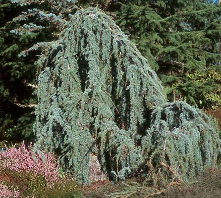 CEDRUS ATL. GLAUCA PENDULA