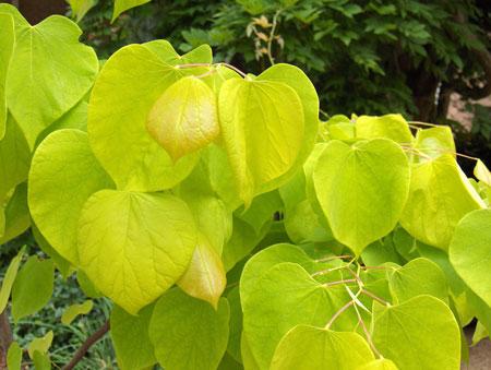 CERCIS CAN. HEARTS OF GOLD