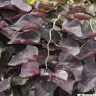CERCIS CANADENSIS RUBY FALLS