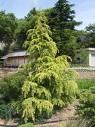 CEDRUS DEODARA AUREA