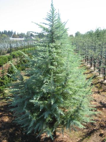 CEDRUS DEODARA