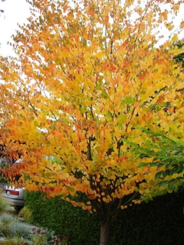 CERCIDIPHYLLUM JAPONICUM