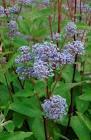 CEANOTHUS PAL. MARIE BLUE