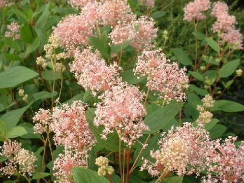 CEANOTHUS PAL. MARIE SIMON