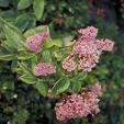 CEANOTHUS PALLIDUS PERLE ROSE