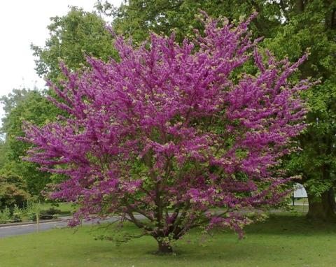 CERCIS SILIQUASTRUM