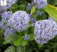 CEANOTHUS THYRS. REPENS