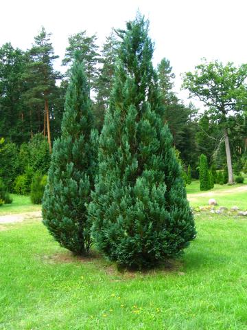 CHAMAECYPARIS LAWSONIANA