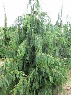 CHAMAECYPARIS NOOTK. PENDULA