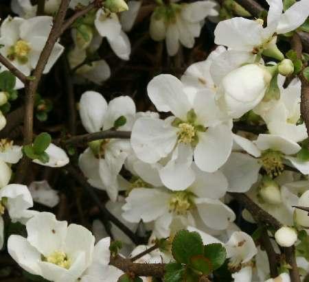 CHAENOMELES SUP. JET TRAIL