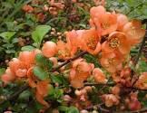 CHAENOMELES S. ORANGE STORM ®