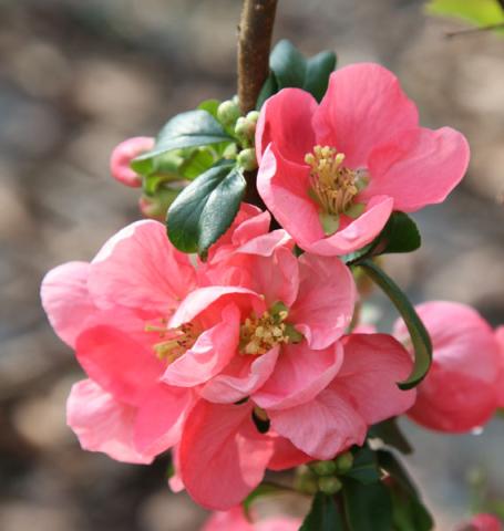 CHAENOMELES SUP. PINK LADY