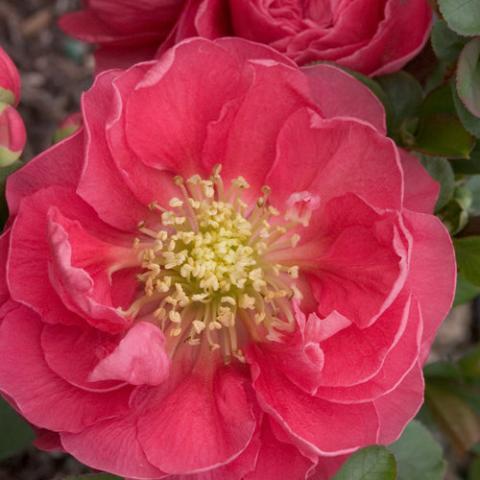 CHAENOMELES S. PINK STORM ®